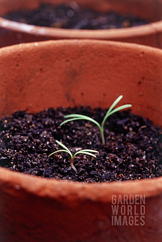 RUDBECKIA_CONEFLOWER_BLACKEYED_SUSAN