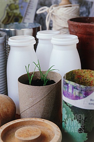SEEDLINGS_IN_RECYCLED_TOILET_ROLL_RECYCLED_CONTAINERS