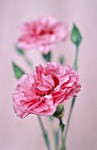 DIANTHUS, PINK