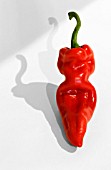 CAPSICUM ANNUUM, CHILLI