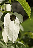 DAVIDIA INVOLUCRATA, HANKERCHIEF TREE