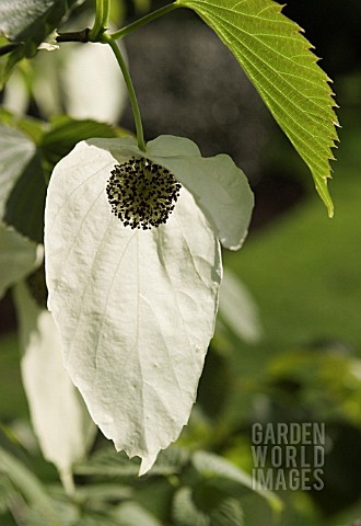 DAVIDIA_INVOLUCRATA_HANKERCHIEF_TREE