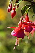 FUCHSIA TOM THUMB, FUCHSIA