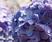 HYDRANGEA MACROPHYLLA, HYDRANGEA