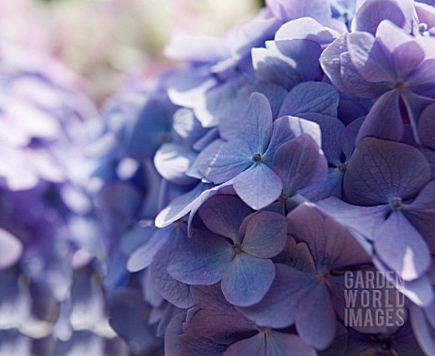 HYDRANGEA_MACROPHYLLA_HYDRANGEA