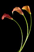 ARUM, LILY - ARUM LILY, CALLA LILY