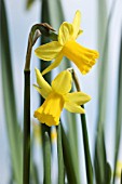 NARCISSUS TETE-A-TETE, DAFFODIL