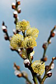 SALIX, WILLOW