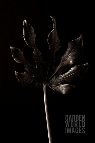FATSIA_JAPONICA_FATSIA