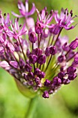 ALLIUM ‘GLADIATOR’, ALLIUM