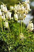 DICENTRA EXIMA, BLEEDING HEART - WHITE