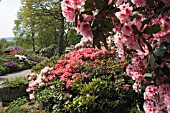 RHODODENDRON, RHODODENDRON