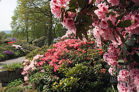 RHODODENDRON_RHODODENDRON