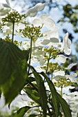 VIBURNUM OPULUS, GUELDER ROSE