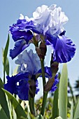 IRIS GERMANICA, IRIS - BEARDED IRIS