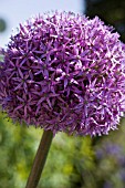 ALLIUM ‘GLADIATOR’, ALLIUM