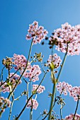 CHAEROPHYLLUM HIRSUTUM ‘ROSEUM’, CHERVIL - HAIRY CHERVIL