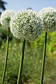 ALLIUM ‘MOUNT EVEREST’, ALLIUM