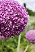 ALLIUM ‘GLOBEMASTER’, ALLIUM