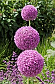 ALLIUM ‘GLOBEMASTER’, ALLIUM