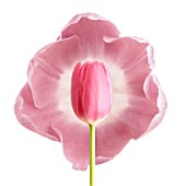 TULIPA, TULIP