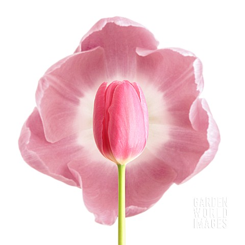 TULIPA_TULIP