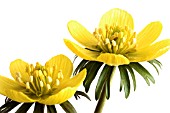 ERANTHIS HYEMALIS, ACONITE