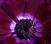 ANEMONE, ANEMONE