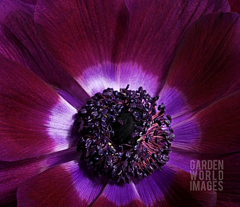 ANEMONE_ANEMONE