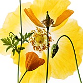 MECONOPSIS CAMBRICA, POPPY - WELSH POPPY