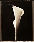 ZANTEDESCHIA, LILY - ARUM LILY, CALLA LILY