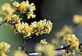 CORNUS MAS, CORNELIAN CHERRY DOGWOOD