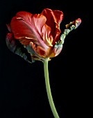 TULIPA BIRD OF PARADISE, TULIP - PARROT TULIP