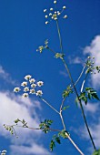 ANTHRISCUS SYLVESTRIS, COW PARSLEY