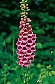 DIGITALIS PURPUREA, FOXGLOVE