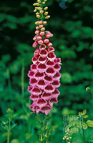 DIGITALIS_PURPUREA_FOXGLOVE