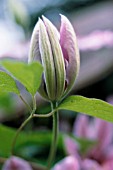 CLEMATIS, CLEMATIS