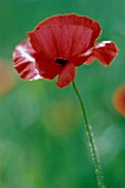 PAPAVER RHOEAS, POPPY