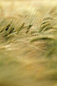 HORDEUM, BARLEY