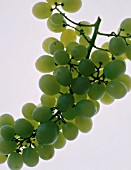 VITIS VINIFERA, GRAPE