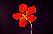 TROPAEOLUM MAJUS, NASTURTIUM