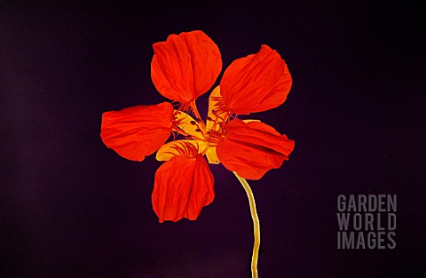 TROPAEOLUM_MAJUS_NASTURTIUM