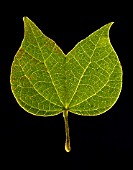 LEAF CLOSE UP DETAIL WITH BLACK BACKGROUND