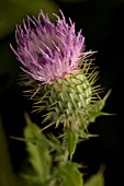 CIRSIUM VULGARE, THISTLE - SPEAR THISTLE, SCOTCH THISTLE, BULL THISTLE