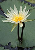 NYMPHAEA, WATER LILY