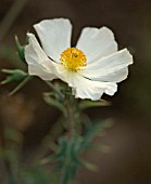 ARGEMONE ALBIFLORA, PRICKLY POPPY