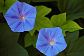 IPOMOEA PURPUREA, MORNING GLORY