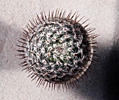 MAMMILLARIA MICROHELIA, CACTUS - PINCUSHION CACTUS