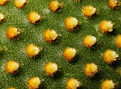 OPUNTIA, PRICKLY PEAR CACTUS