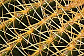 ECHINOCACTUS GRUSONII, CACTUS - GOLDEN BARREL CACTUS